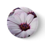 Osteospermum buttons