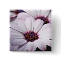 Osteospermum