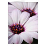 Osteospermum cards