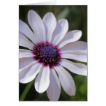 Osteospermum cards
