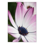 Osteospermum Flower Greetings Card