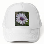 Osteospermum hats