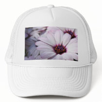 Osteospermum