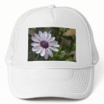 Osteospermum hats
