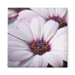 Osteospermum magnets