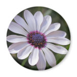 Osteospermum magnets