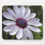 Osteospermum mousepads