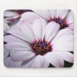 Osteospermum mousepads