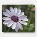 Osteospermum mousepads