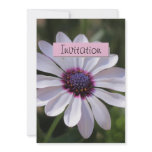Osteospermum  Party Announcement Invitation