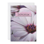 Osteospermum  Party Announcement Invitation