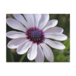 Osteospermum postcards