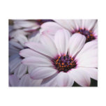 Osteospermum postcards
