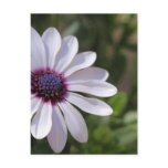 Osteospermum postcards