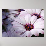 Osteospermum Print
