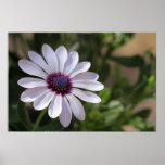 Osteospermum Print