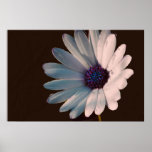 Osteospermum Print