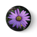 Osteospermum 'Stardust' Button