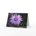 Osteospermum Stardust Flower Greeting Card