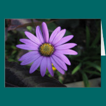 Osteospermum Stardust Flower Greeting Card cards