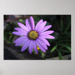 Osteospermum Stardust Flower Print