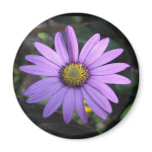 Osteospermum 'Stardust' Magnet