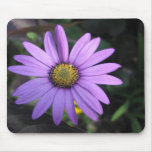 Osteospermum 'Stardust' Mousepad