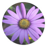 Osteospermum 'Stardust' Stickers 