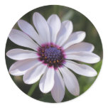 Osteospermum stickers