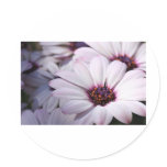 Osteospermum stickers