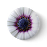 Osteospurmum Button