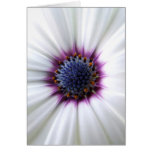 Osteospurmum Card