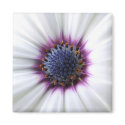 Osteospurmum Magnet