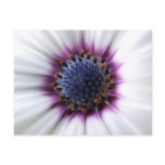 Osteospurmum Postcard