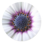 Osteospurmum Sticker