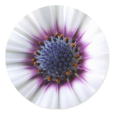 Osteospurmum Sticker by emele1