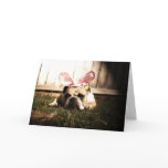 Oster-Bully cards