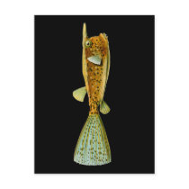 Ostracion cornutus (Boxfish), Ernst Haeckel
