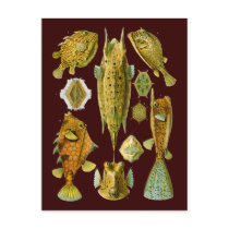 Ostraciontes (Boxfish), Ernst Haeckel