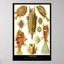 Ostraciontes – Plate 42 - Kunstformen der Natur Posters