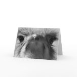 Ostrich #1-Greeting card