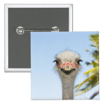 Ostrich (2) pinback buttons