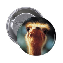 Ostrich Button
