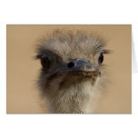 Ostrich Card