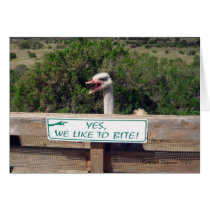 Ostrich Cards
