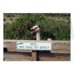 Ostrich cards