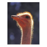 Ostrich Close-Up Postcard
