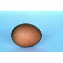 Ostrich egg, Patagonia, Argentina Cut Outs