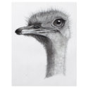 OSTRICH HEAD IN PENCIL: ART: REALISM flyers