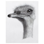 OSTRICH HEAD IN PENCIL: ART: REALISM flyers